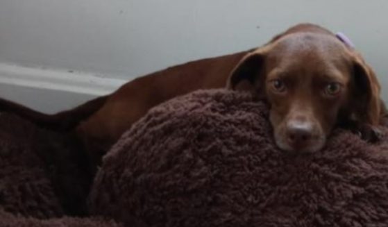 Canela, a 5-year-old Dachshund mix, was stolen from a family in District Heights, Maryland.