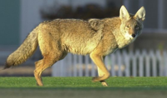 The Arizona Game & Fishing Department issued a warning to parents in Scottsdale, Arizona, after a coyote attacked two toddlers in the area.