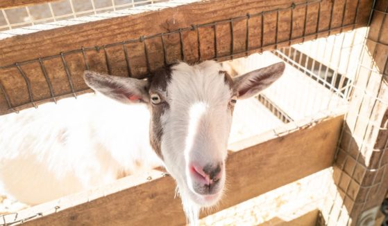A goat looks out from a pen at Lemos Farm in Half Moon Bay, California, in January 2022.