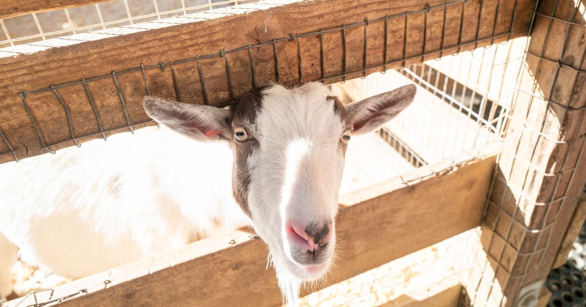 A goat looks out from a pen at Lemos Farm in Half Moon Bay, California, in January 2022.