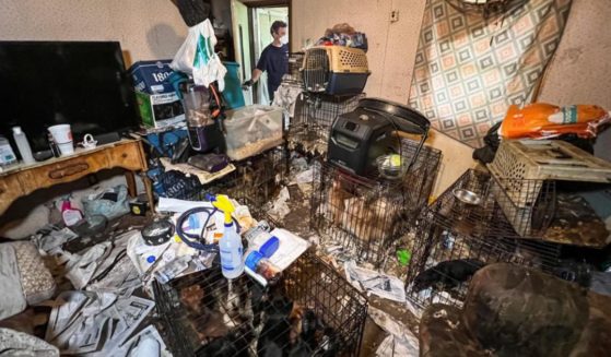 Over 50 dogs and cats were rescued from this residence in La Vergne, Tennessee, with many locked up in overcrowded cages.