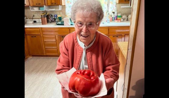 Sybil Gorby from Tyler County, West Virginia, has honed one particular tomato plant for over 50 years.