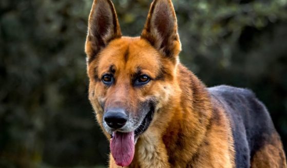 A German shepherd is shown in a field in southern Brazil in this stock photo. The Netflix documentary "Gunther's Millions" portrays a far more lavish lifestyle for a dog, however.