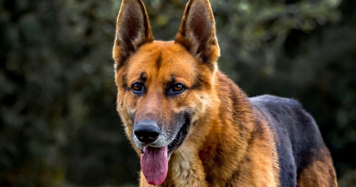 A German shepherd is shown in a field in southern Brazil in this stock photo. The Netflix documentary "Gunther's Millions" portrays a far more lavish lifestyle for a dog, however.