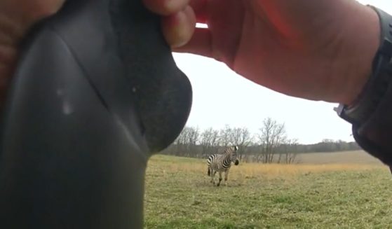 A zebra charges Ohio sheriff's deputies just before it is shot.