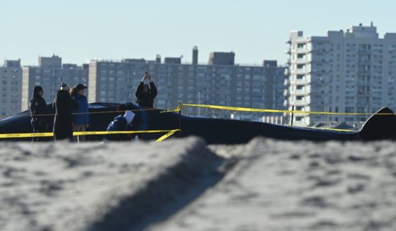 Officials examine a dead beached whale on Rockaway beach on December 13, 2022 in the Queens borough of New York City.