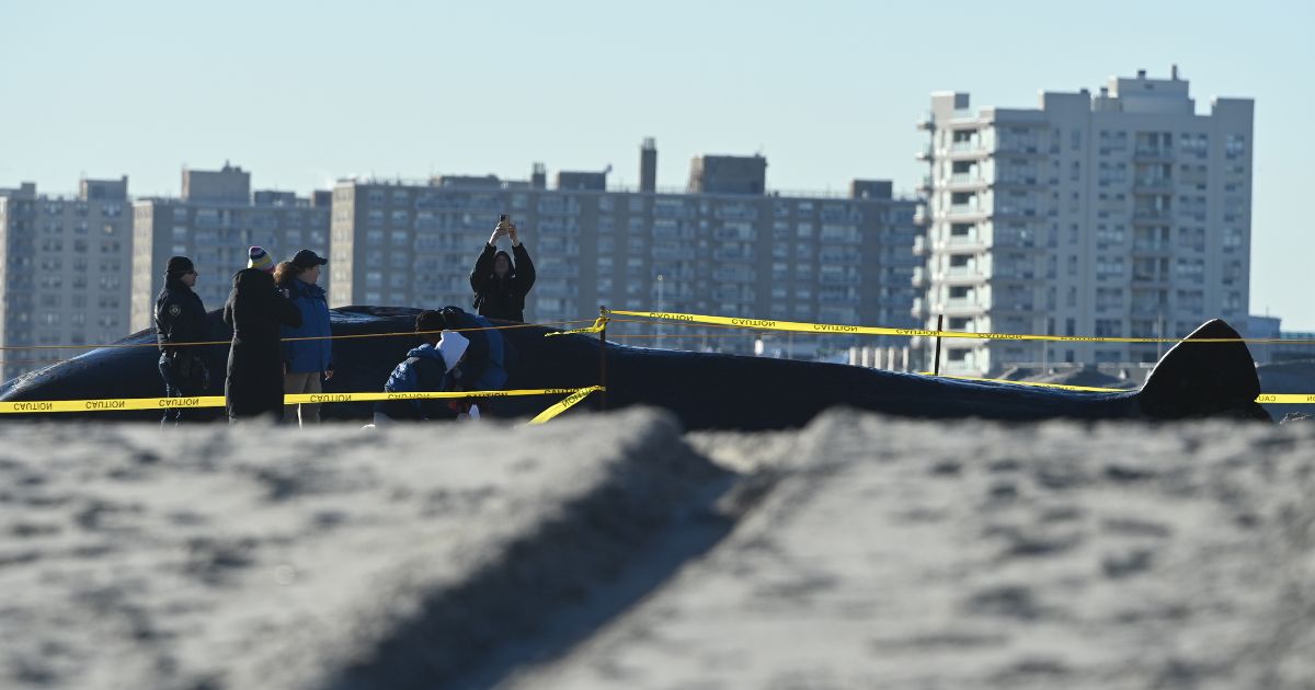 Officials examine a dead beached whale on Rockaway beach on December 13, 2022 in the Queens borough of New York City.