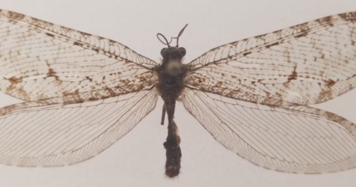 A giant lacewing was found in Fayetteville, Arkansas, in 2012.
