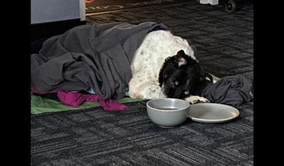 A runaway dog was found freezing and trapped in a ditch in Arrowsic, Maine, on Saturday.