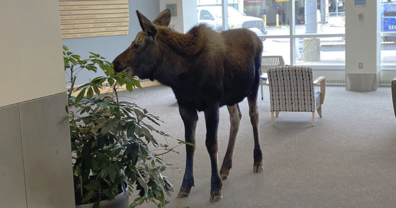 moose in a hospital lobby