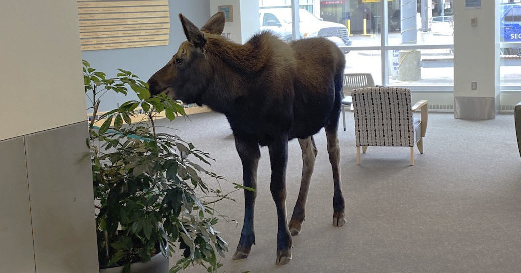 moose in a hospital lobby