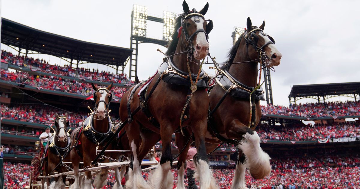 the Budweiser Clydesdales