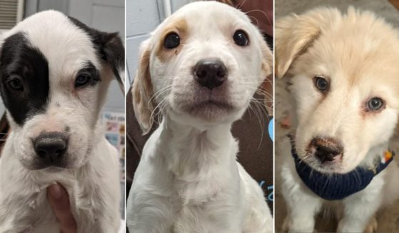 Some of the dogs rescued by Harbor Humane in Michigan died of distemper.