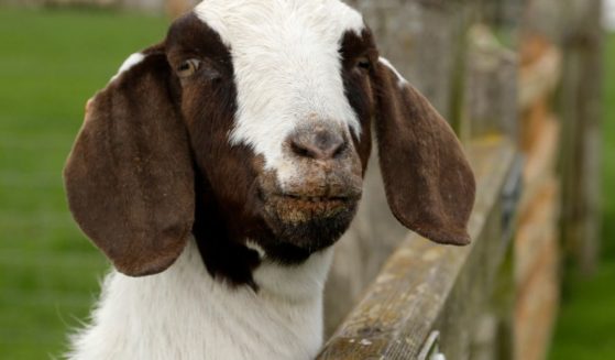 A 9-year-old California girl's Boer goat, similar to the one pictured, was seized by law enforcement officials after her family tried to save its life by backing out on a Shasta District Fair agreement to send it to slaughter. Now the girl's family is suing.