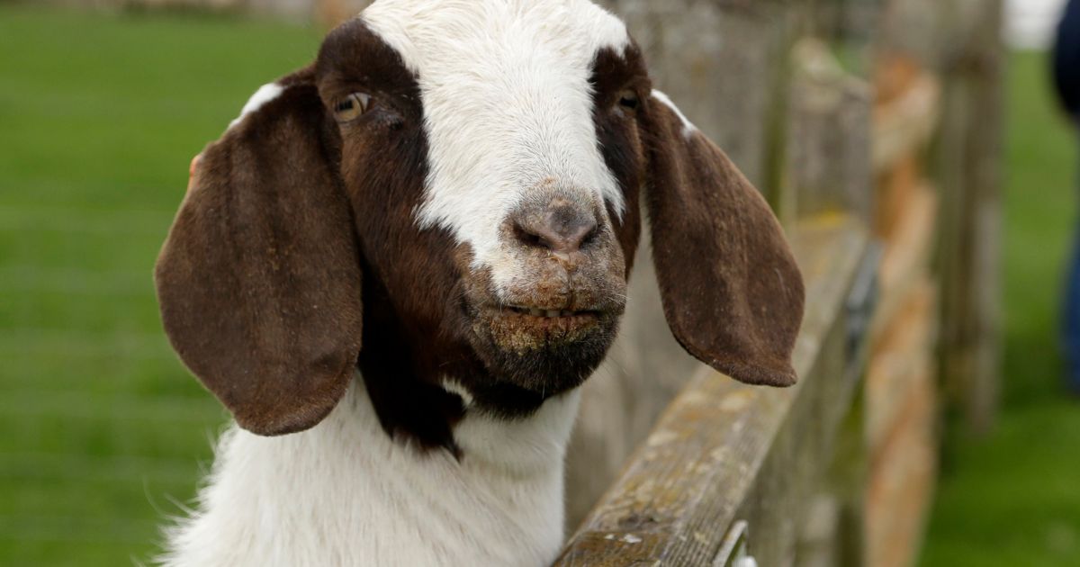 A 9-year-old California girl's Boer goat, similar to the one pictured, was seized by law enforcement officials after her family tried to save its life by backing out on a Shasta District Fair agreement to send it to slaughter. Now the girl's family is suing.