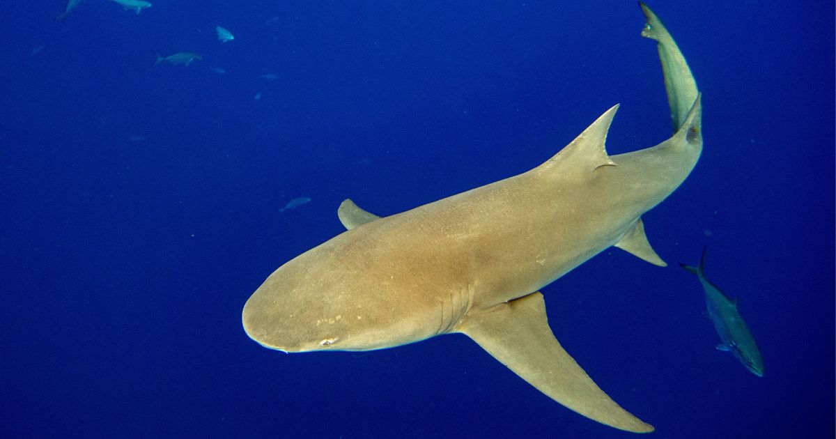 A lemon shark is photographed by divers in Jupiter, Florida, on Feb. 11, 2022.