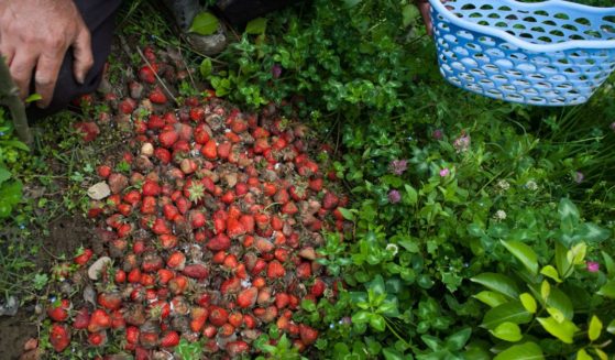 A Kashmiri Muslim farmer shows rotten strawberries at his farm on May 22, 2014 in Gousoo on the outskirts of Srinagar in India.
