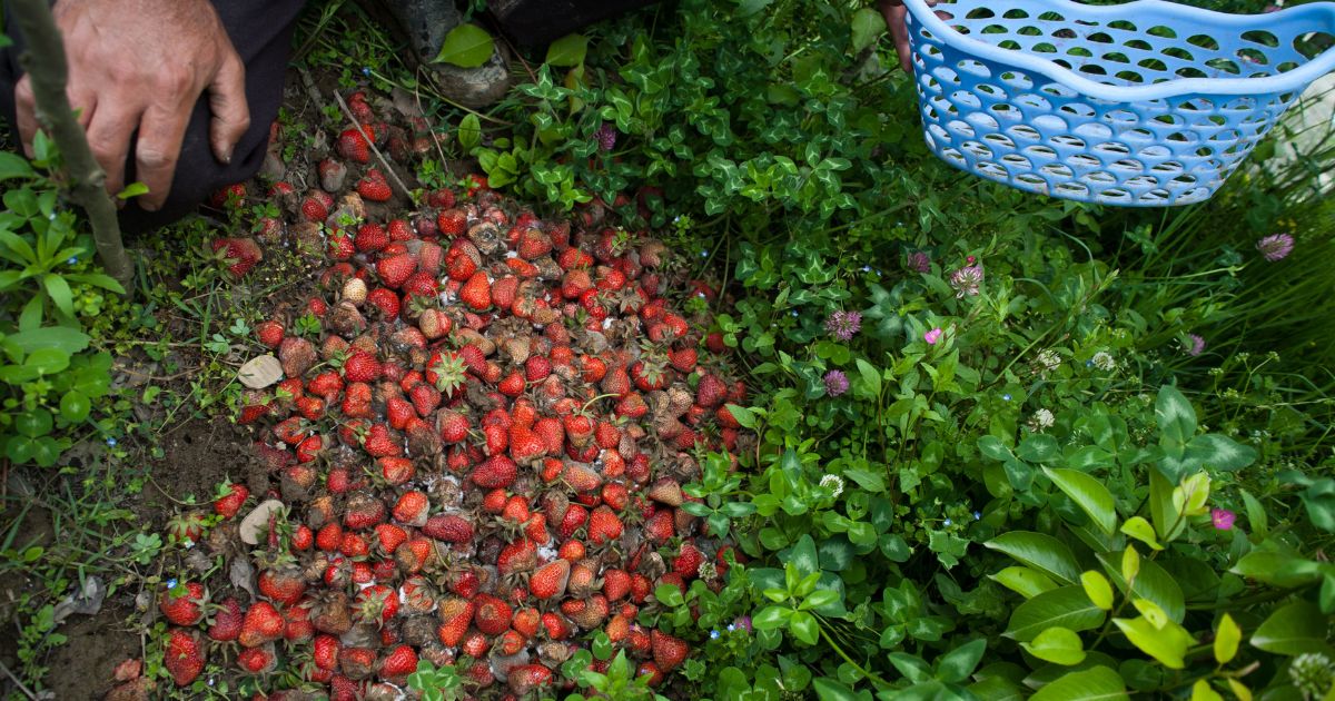 A Kashmiri Muslim farmer shows rotten strawberries at his farm on May 22, 2014 in Gousoo on the outskirts of Srinagar in India.