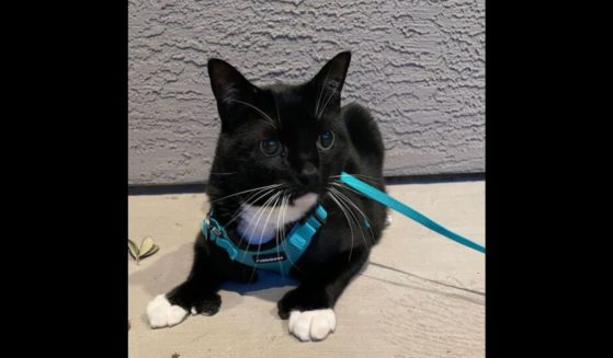 A feline is seen on a leash while outside.