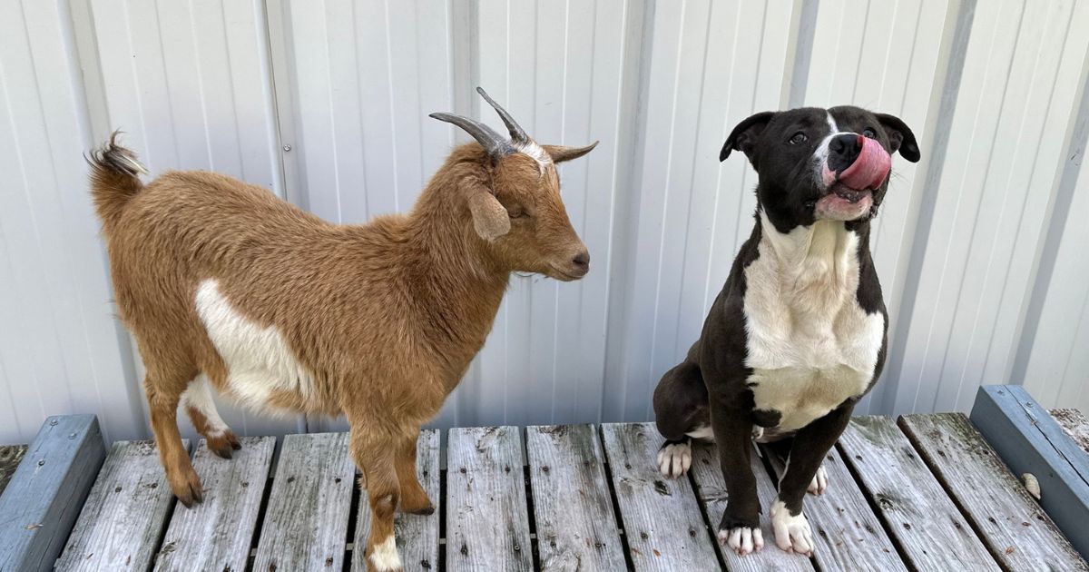 A shelter in Raleigh, North Carolina, was looking for a home for this duo.