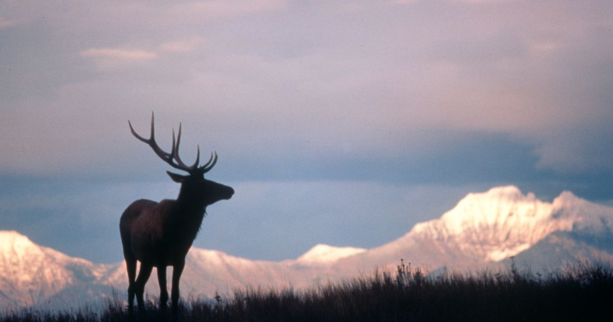 A Canadian Elk is silhouetted against snow covered mountains.
