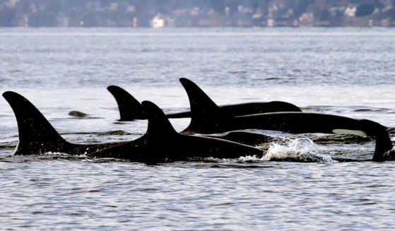 In this Jan. 18, 2014, file photo, endangered orcas from the J pod swim in Puget Sound west of Seattle, as seen from a federal research vessel that has been tracking the whales. (Elaine Thompson / Associated Press)