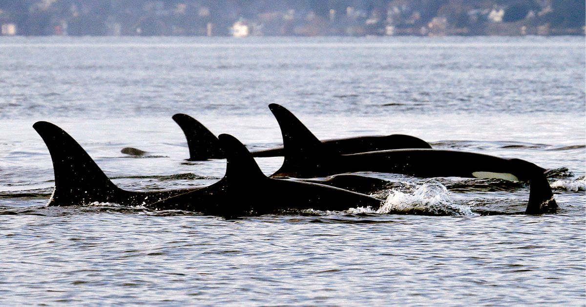 Killer whales attack boats, terrifying outcome.