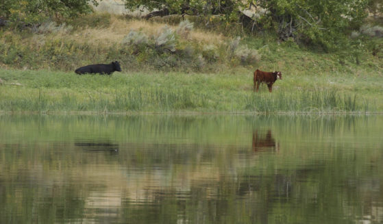 A September 2011 file photo shows cattle grazing along a section of the Missouri River that includes the Upper Missouri River Breaks National Monument near Fort Benton, Montana.