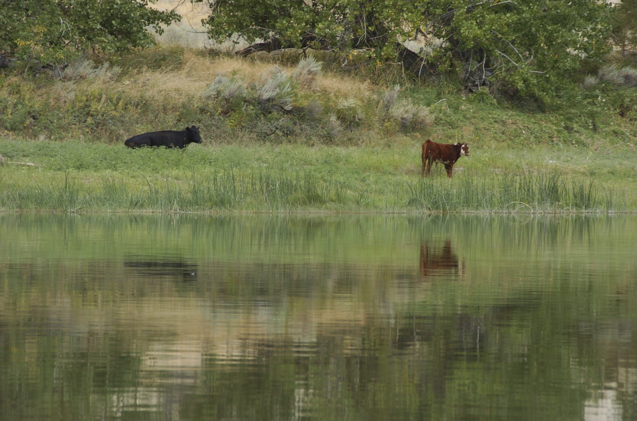 A September 2011 file photo shows cattle grazing along a section of the Missouri River that includes the Upper Missouri River Breaks National Monument near Fort Benton, Montana.