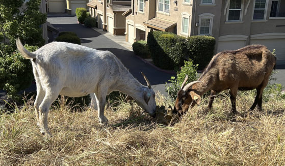 Goats graze on dry grass next to a housing complex in West Sacramento, California, on May 17.