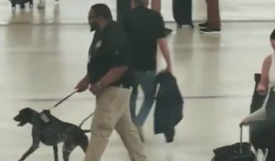 A TSA agent is seen with a canine in a Detroit airport.