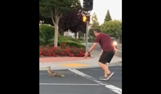 Casey Rivara was hit by a car after he helped a family of ducks cross the street in California on Thursday night.