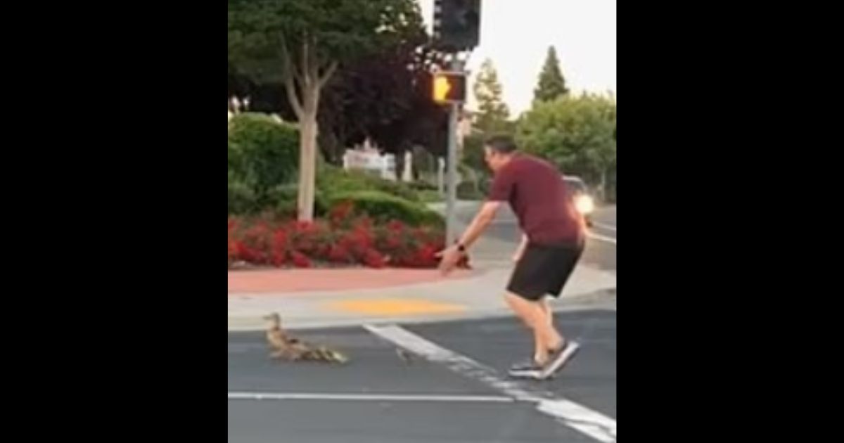 Dad guides family of ducks across street, leaving kids to watch tragedy unfold.