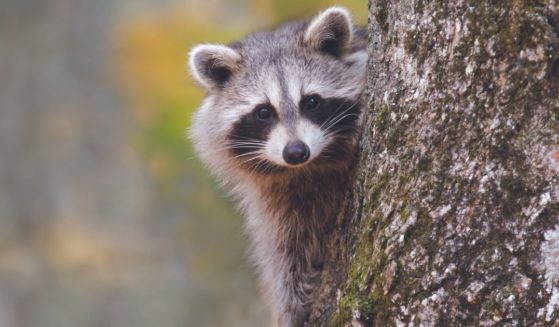 The above stock image is of a raccoon.