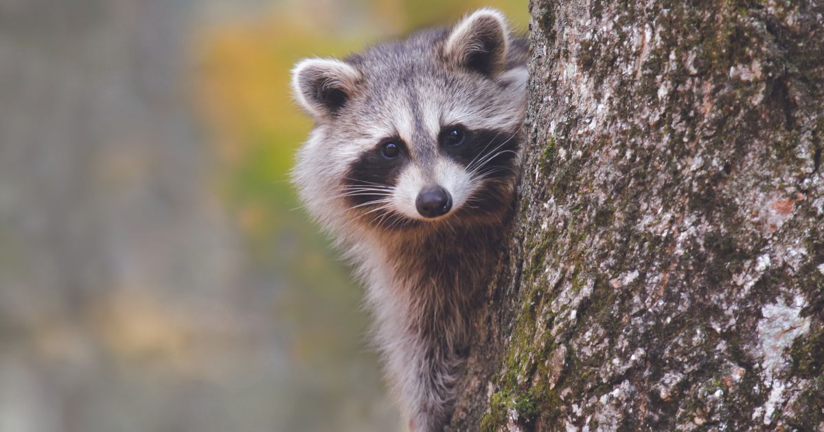 Woman takes raccoon to pet store for nail trim, raccoon euthanized and tested for rabies.