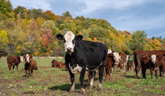 Beef cattle graze in an open field in Charlotte, Vermont, on Oct 9, 2022.