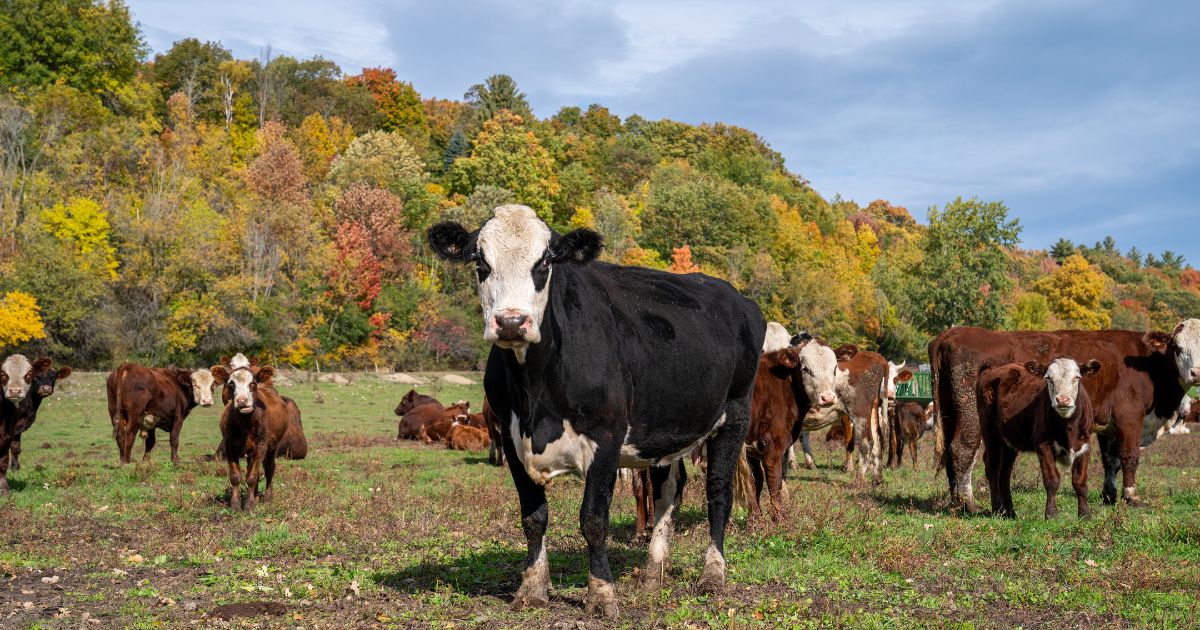 Beef cattle graze in an open field in Charlotte, Vermont, on Oct 9, 2022.
