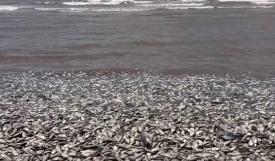 A video posted over the weekend captured thousands of dead fish along the Texas coast.