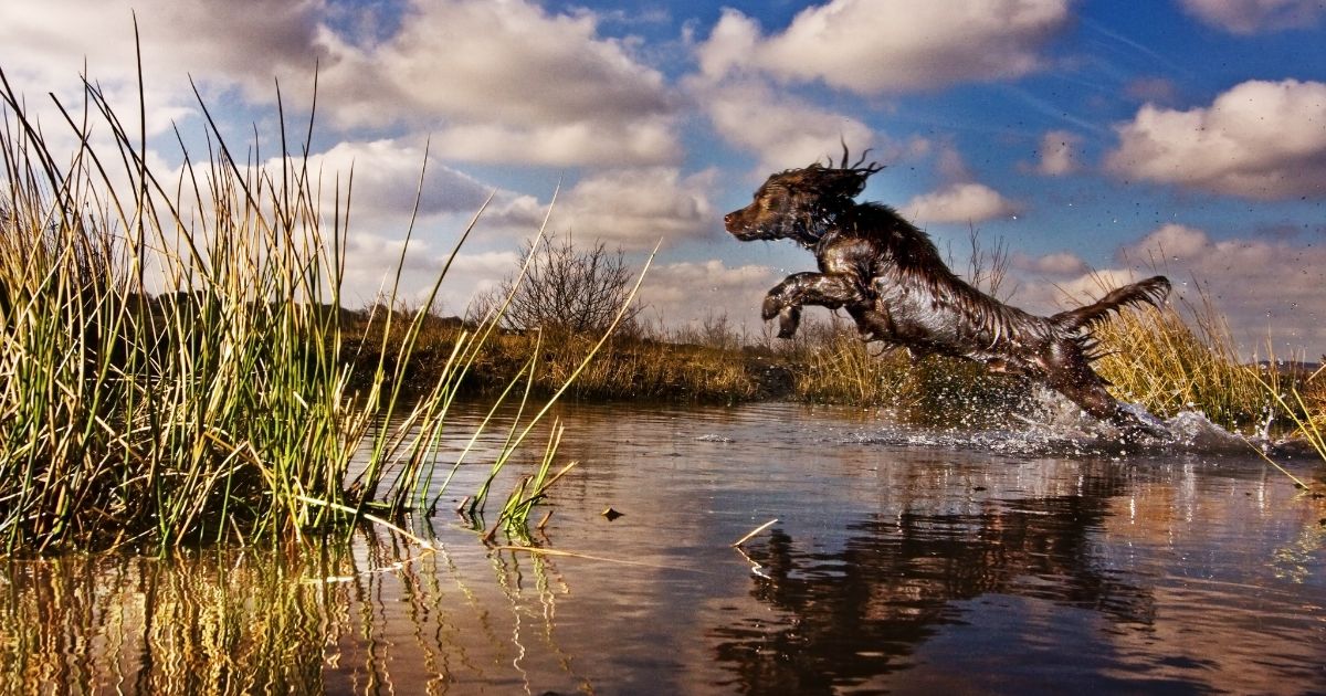 A chocolate brown cocker spaniel puppy runs and jumps into a pond.