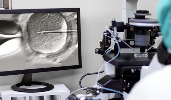 A lab technician uses a microscope to do in vitro fertilization of a human egg.