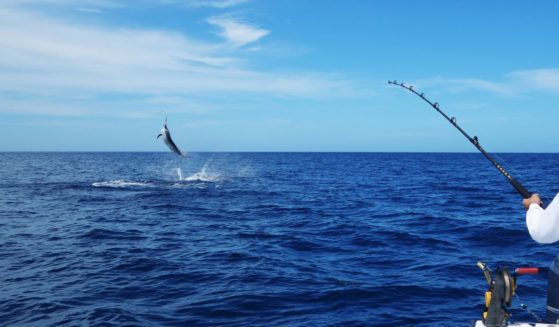 This stock photo shows a fisherman casting a line to catch a marlin.