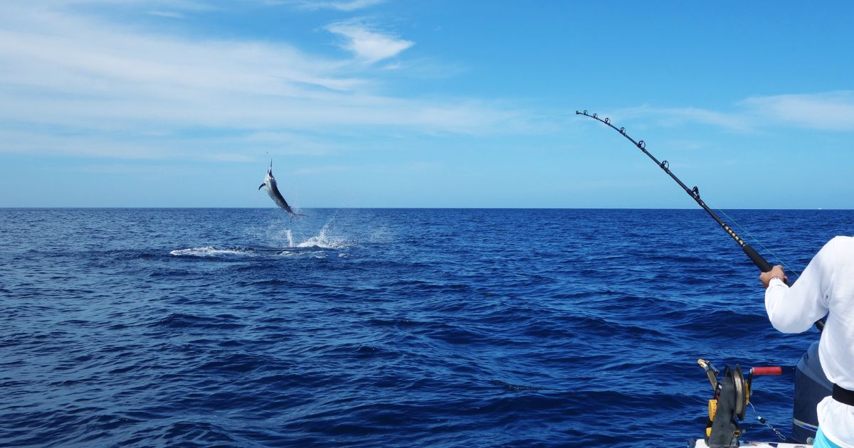 This stock photo shows a fisherman casting a line to catch a marlin.