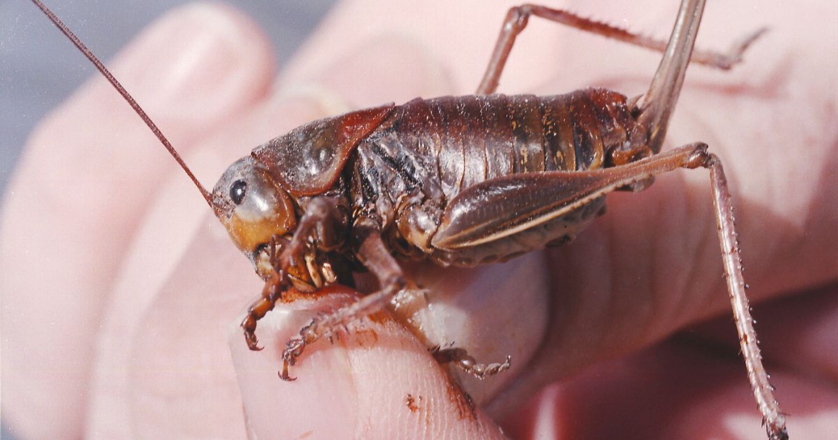 An entomologist with the Nevada Department of Agriculture holds a female Mormon cricket north of Reno, Nevada, on June 10, 2003.
