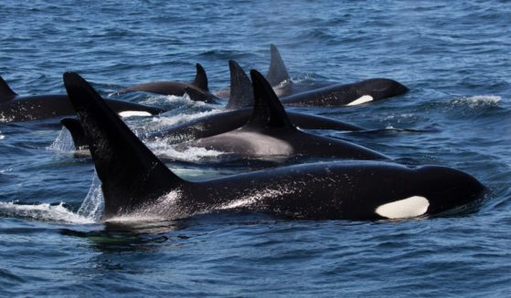 A pod of orcas is seen in a stock photo.