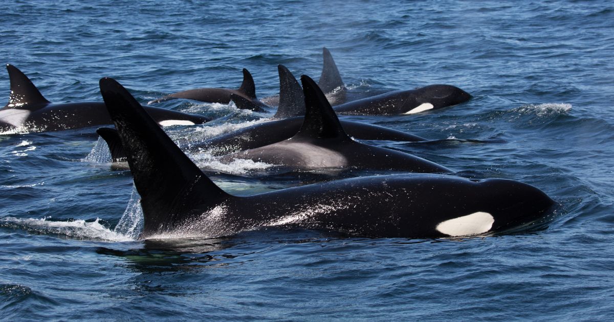 Killer whales team up to attack boat – Captain shares eerie sound before ambush.