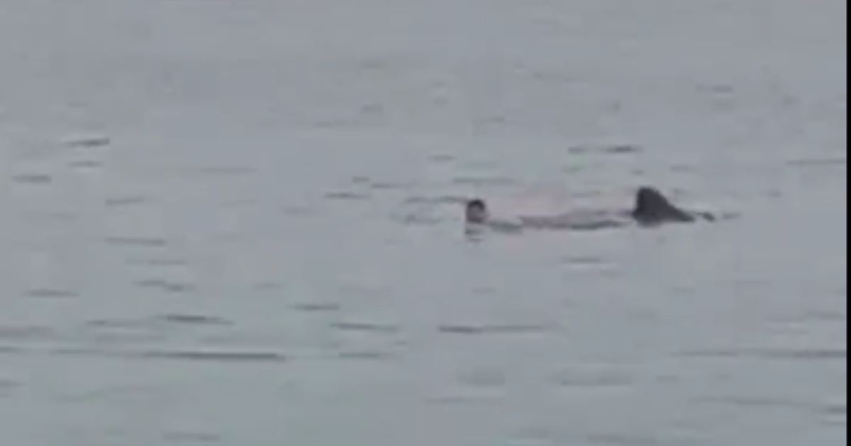 Terrifying Shark Attack Near Crowded Beach - Man Grabbed and Pulled Under