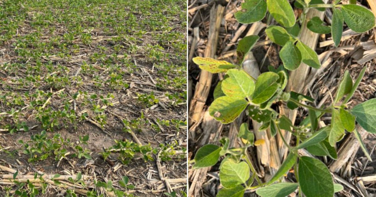 GOP Senator Shares Iowa Field Photos – Surprising Close-Up Reveals Plant Issue