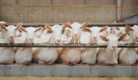 A herd of goats is shown in an enclosure at a dairy farm in this stock photo. In Wisconsin, a couple has been charged after authorities said they found about 200 dead goats on their property.