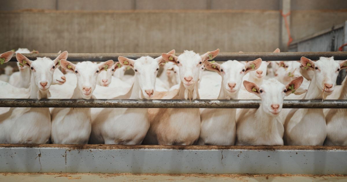 A herd of goats is shown in an enclosure at a dairy farm in this stock photo. In Wisconsin, a couple has been charged after authorities said they found about 200 dead goats on their property.