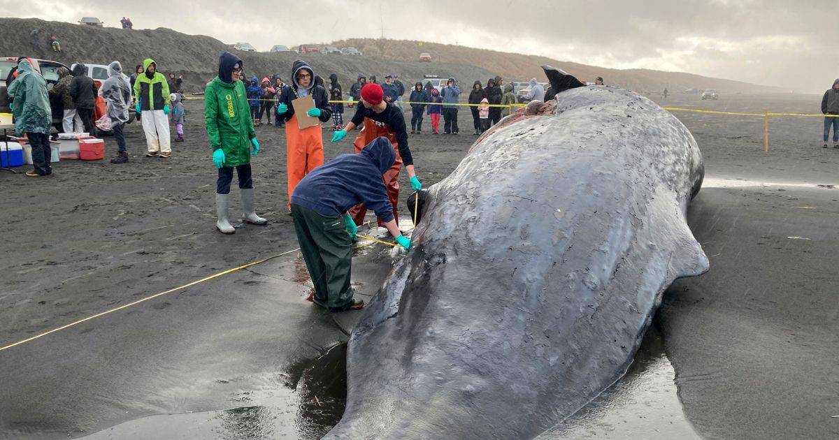 $250K Discovery Found Inside Beached Whale - It's Estimated Only 1% Are ...